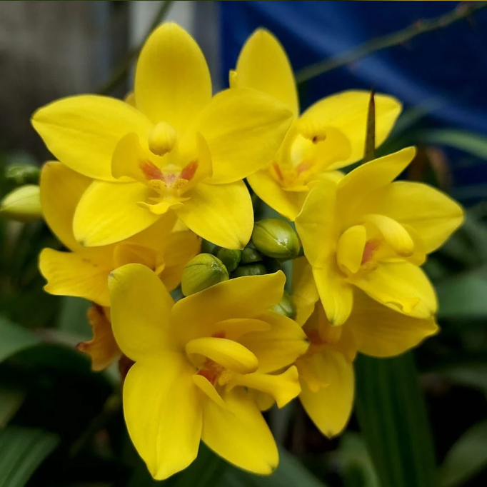 spathoglottis ground orchid